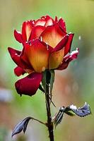 Roses)))-poster