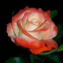 Rosas - fondo de pantalla en vivo) APK