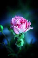 Roses - live wallpaper) penulis hantaran