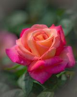Roses - live wallpaper) syot layar 2