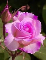 Roses - live wallpaper) syot layar 3