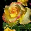 Blumen)