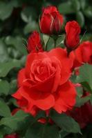 پوستر Flowers)