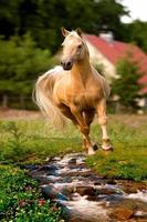 馬と風景 ポスター