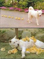 Funny pictures 21 海报