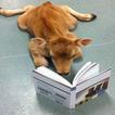 Funny pictures 31