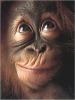 Funny pictures 31 截图 1