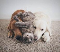 Funny pictures 31 截图 2