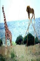 Funny pictures 41 poster
