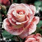 Beautiful roses আইকন