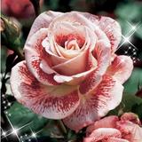 Belles roses icône
