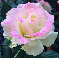Beautiful roses স্ক্রিনশট 3