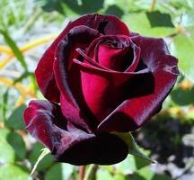 Beautiful roses পোস্টার