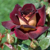 Beautiful roses স্ক্রিনশট 2