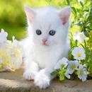 Kittens APK