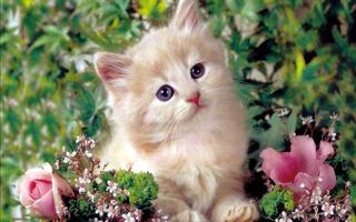 Poster Gattini