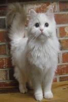 Котенца 2 स्क्रीनशॉट 2
