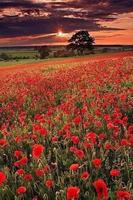 Amapolas Poster