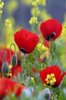 Amapolas captura de pantalla 1