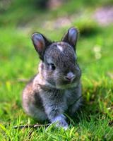 Маленькие кролики постер
