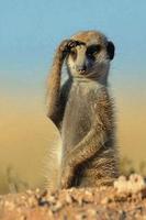 پوستر Funny pictures