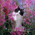 Small kittens ks icon