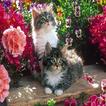 Kittens L