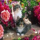 Gatitos L APK