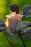 Flowers-Live Wallpaper B captura de pantalla 1