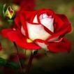 Rozen)