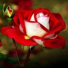 Rosas) icono
