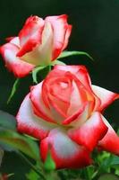 Rosas) Poster