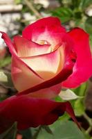Rosas) captura de pantalla 1
