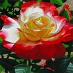 Rozen))