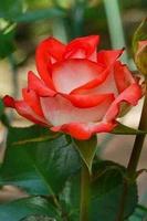 Rosas)) Poster