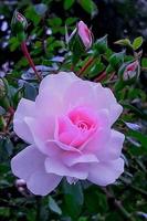 Rosas)) captura de pantalla 1