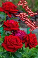 Pictures Good Morning Plakat