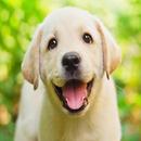 Cachorros pequeños) APK