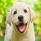 ikon Anjing kecil)