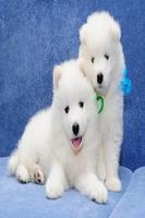 Anjing kecil) poster