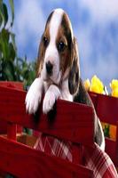 Anjing kecil) screenshot 1