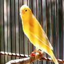 Canary sounds for education APK