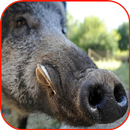 Wild Boar Hunting Calls APK