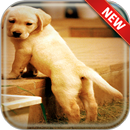Dog Wallpapers APK
