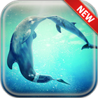 Dolphin Wallpapers ícone