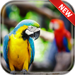 Parrot Wallpapers