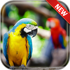 Icona Parrot Wallpapers
