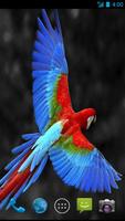 2 Schermata Parrot Wallpapers