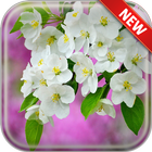 Spring Bloom Wallpapers icon