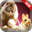 Easter Bunny Wallpapers
